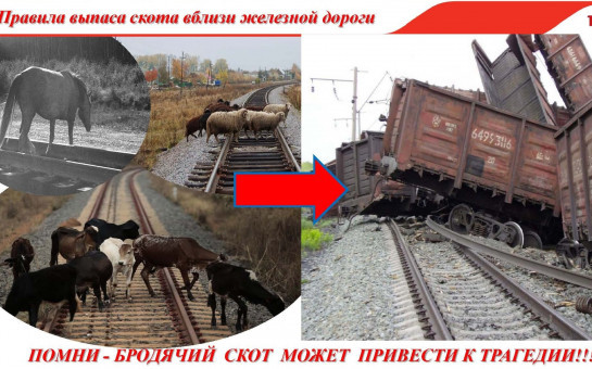 Запрещается выпас, перегон скота через Ж/Д